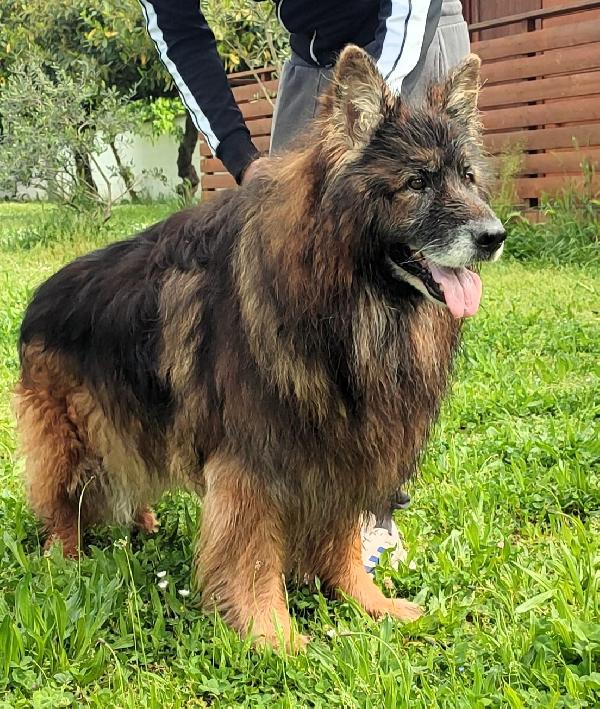 ELVIS PASTORE TEDESCO Foto 5